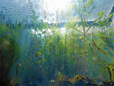 Living Walls By Austin Art Store